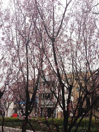 Sakura写真